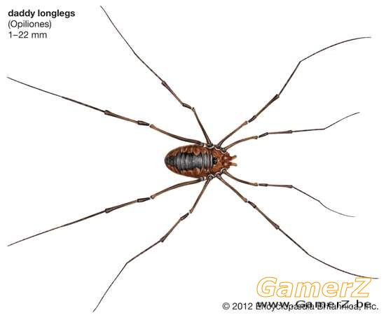 Daddy-longlegs-harvestman.jpg