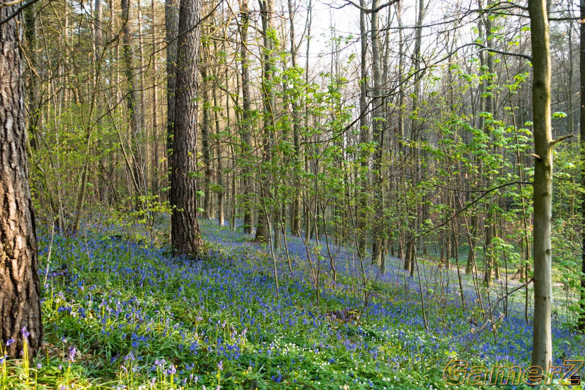 23 04 21 - Hallerbos (1 sur 8).jpg