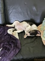 IMG_4631.jpeg