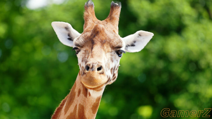 une_girafe_curiokids-678x381.jpg.jpg