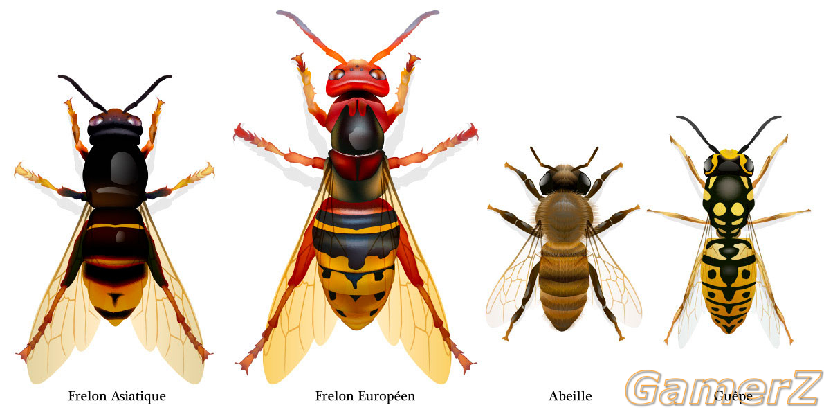 reconnaitre-le-frelon-asiatique.jpg