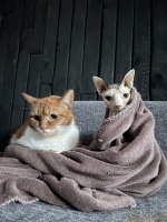 IMG_5162.jpeg