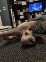 IMG_3758.jpeg