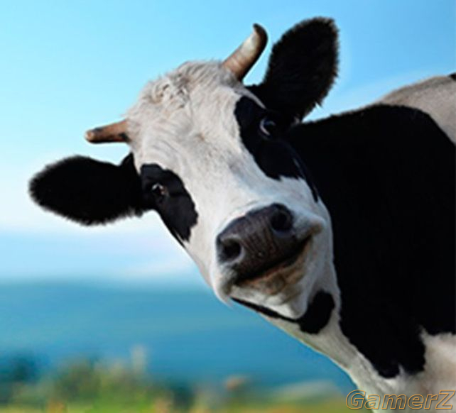 vaca-sorprendidajpg.jpg