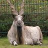 Markhor